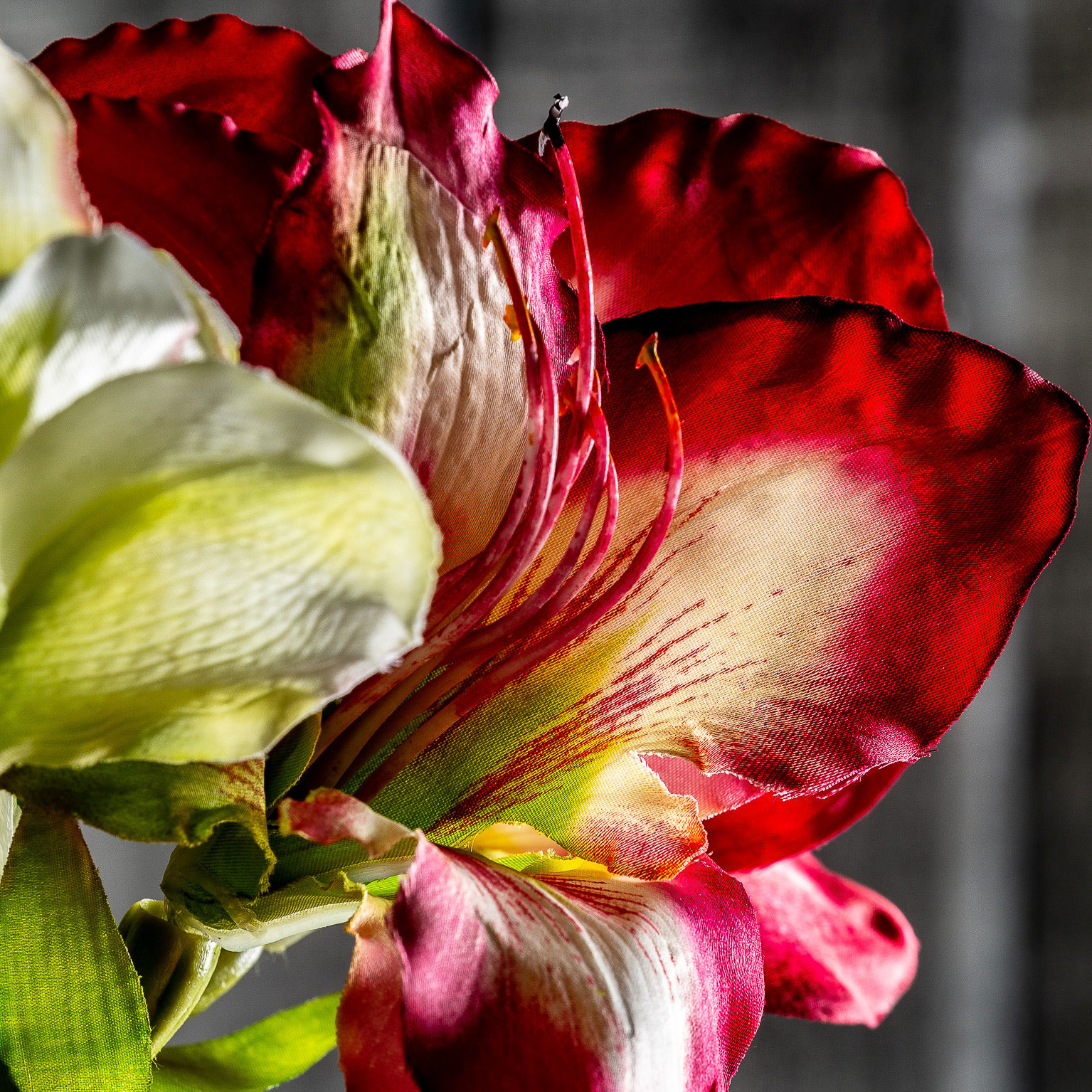 Цветок AMARYLLIS цвет фуксии Vical