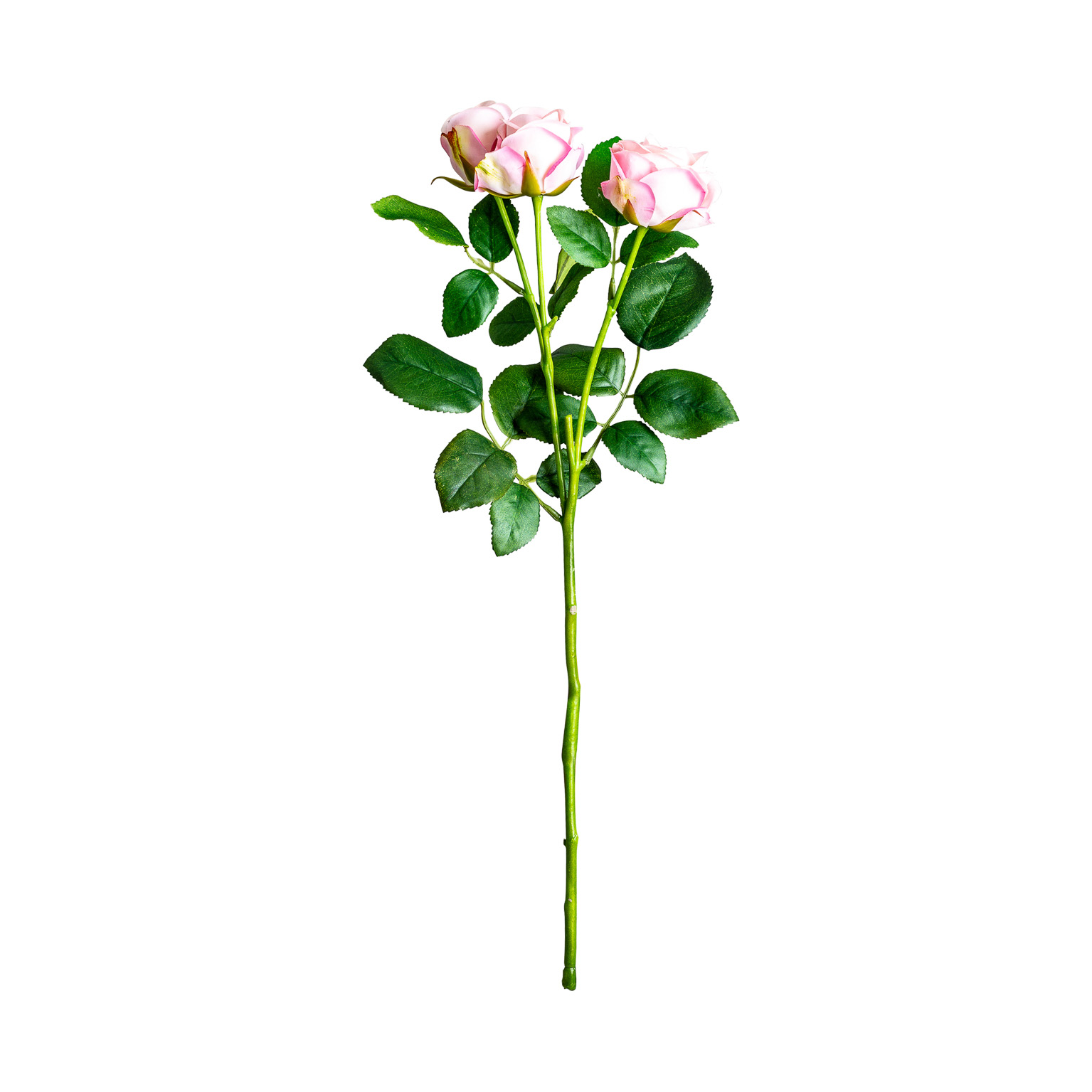 Цветок розы ROSAL в розовом цвете Vical