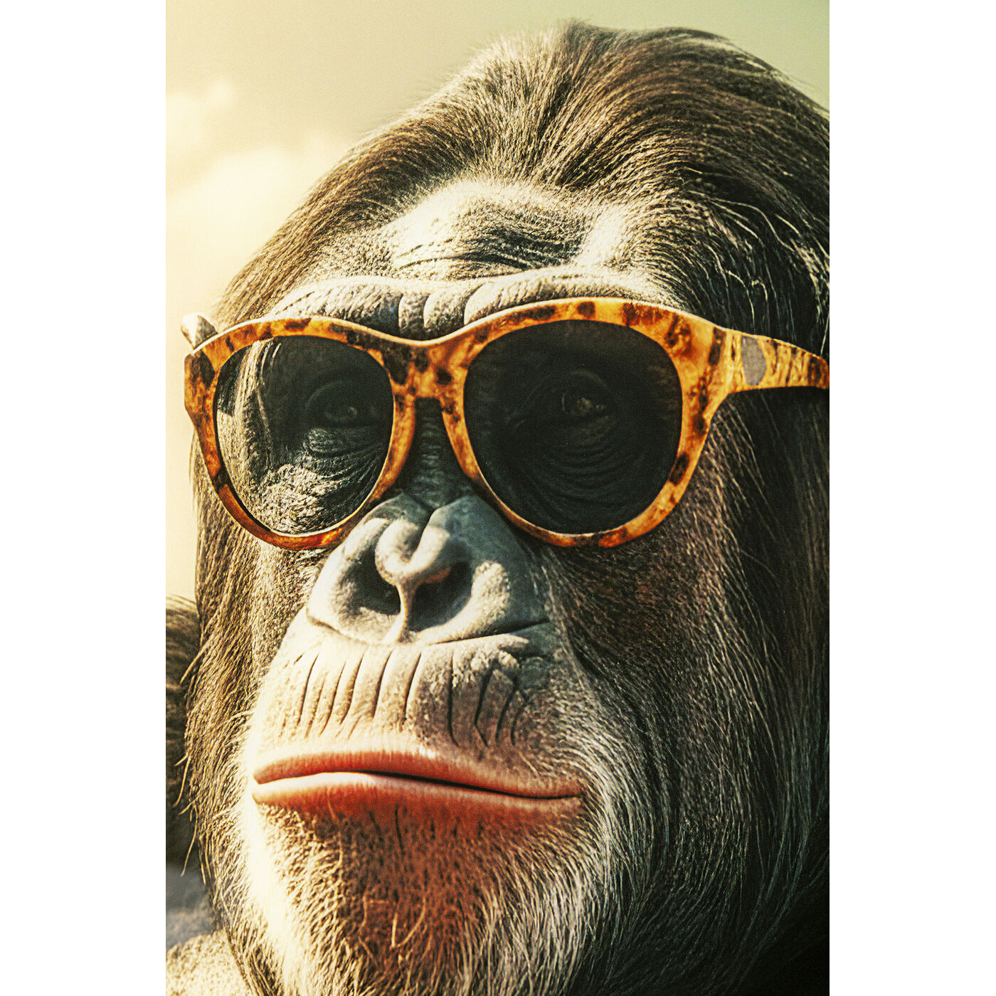 Картина стеклянная Holiday Monkey 80x60 см KARE 56272