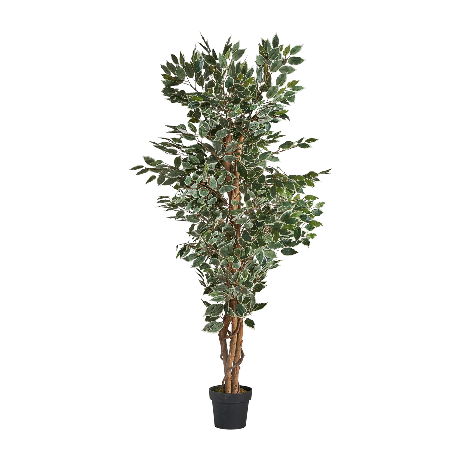 Искусственное растение FICUS Vical