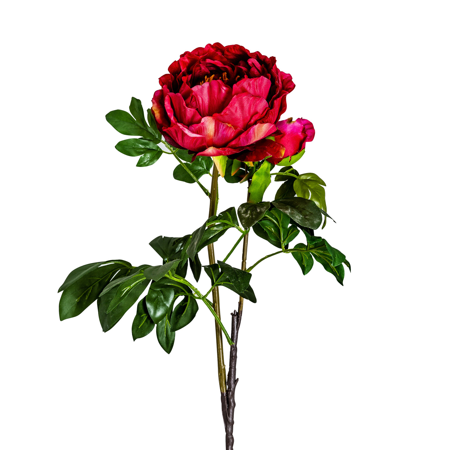 Цветок пиона PEONIA красный Vical