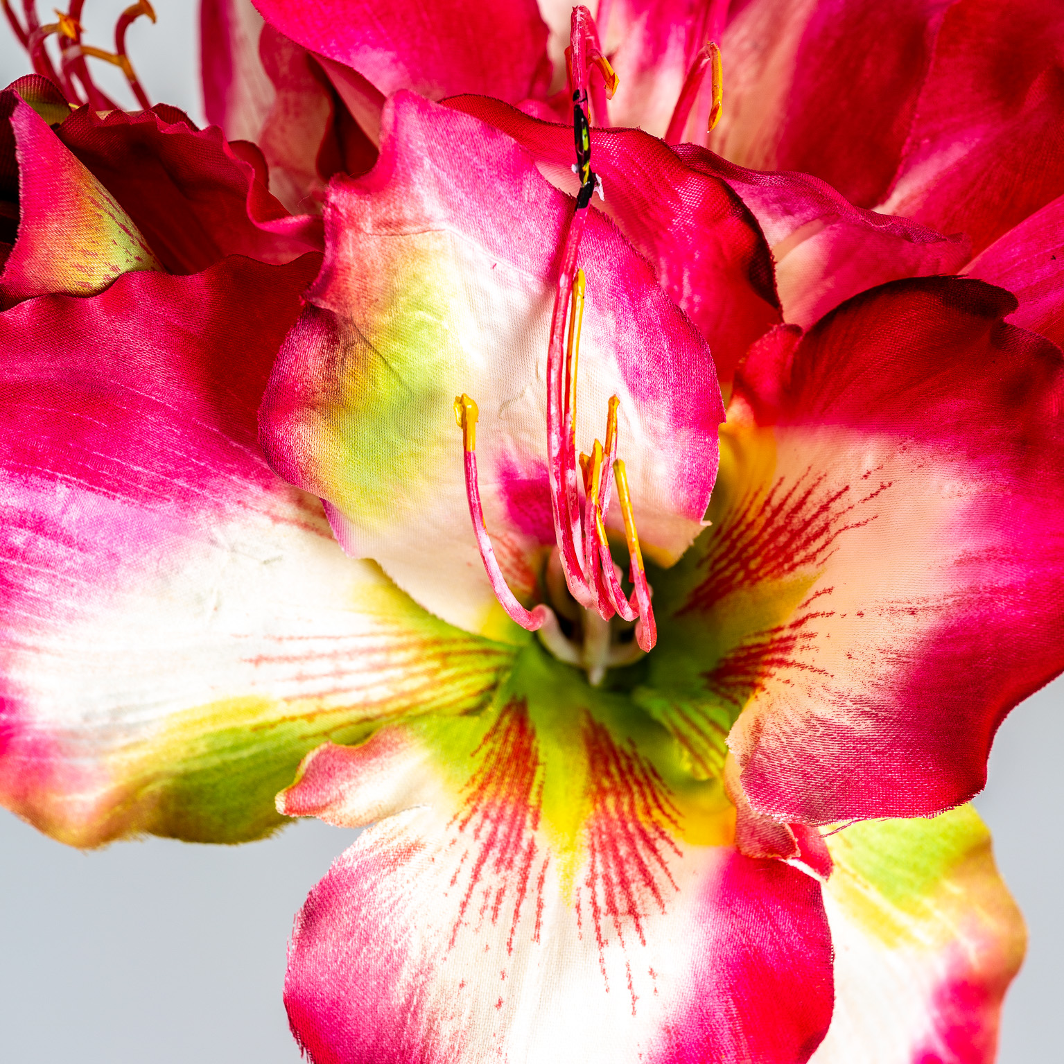 Цветок AMARYLLIS цвет фуксии Vical