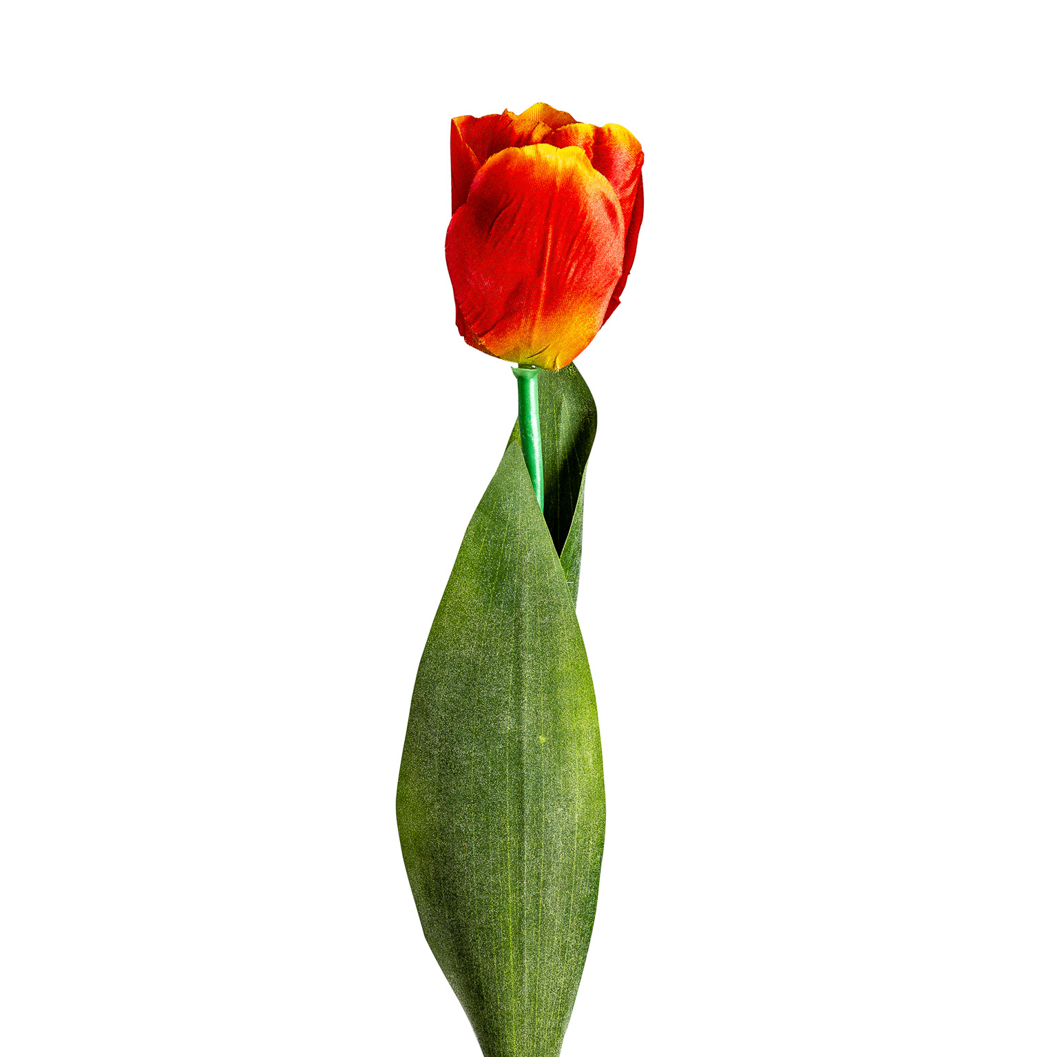 Цветок TULIPAN в оранжевом цвете Vical