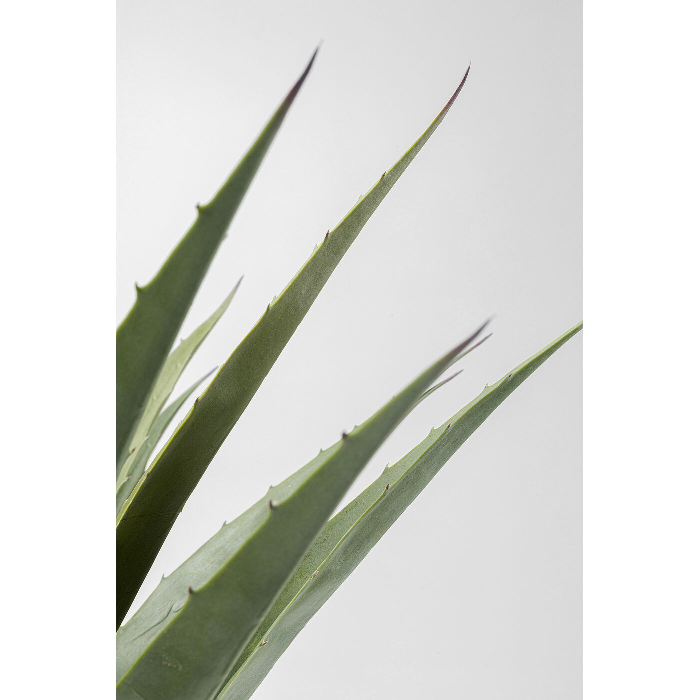 Растение декоративное Agave 85 см KARE 55915