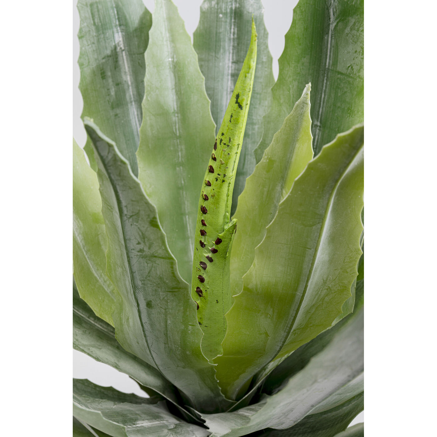 Растение декоративное Agave 40 см KARE 55917