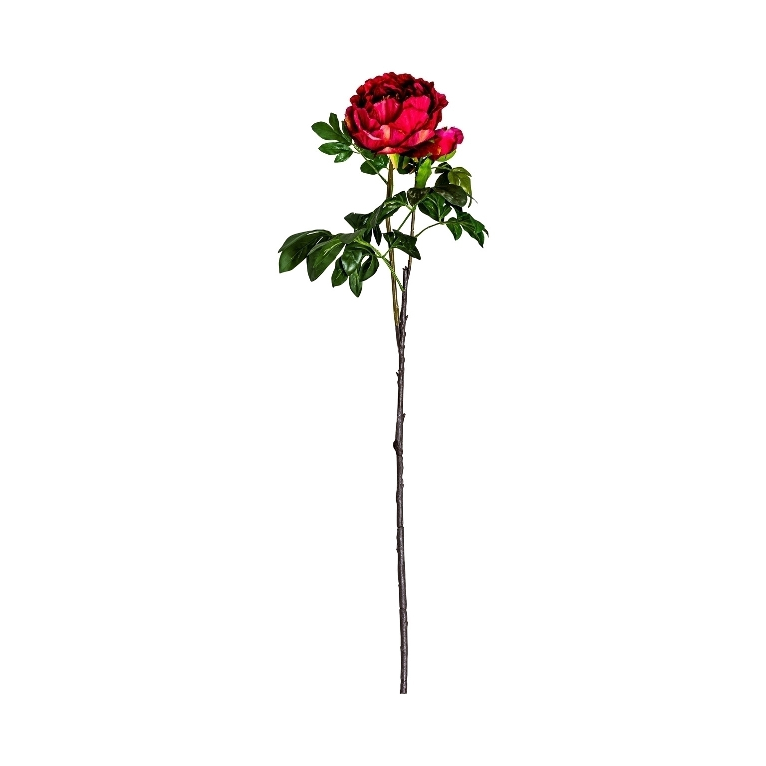 Цветок пиона PEONIA красный Vical