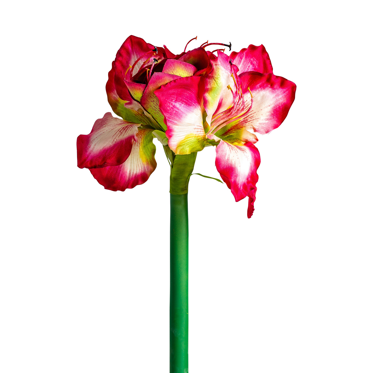 Цветок AMARYLLIS цвет фуксии Vical