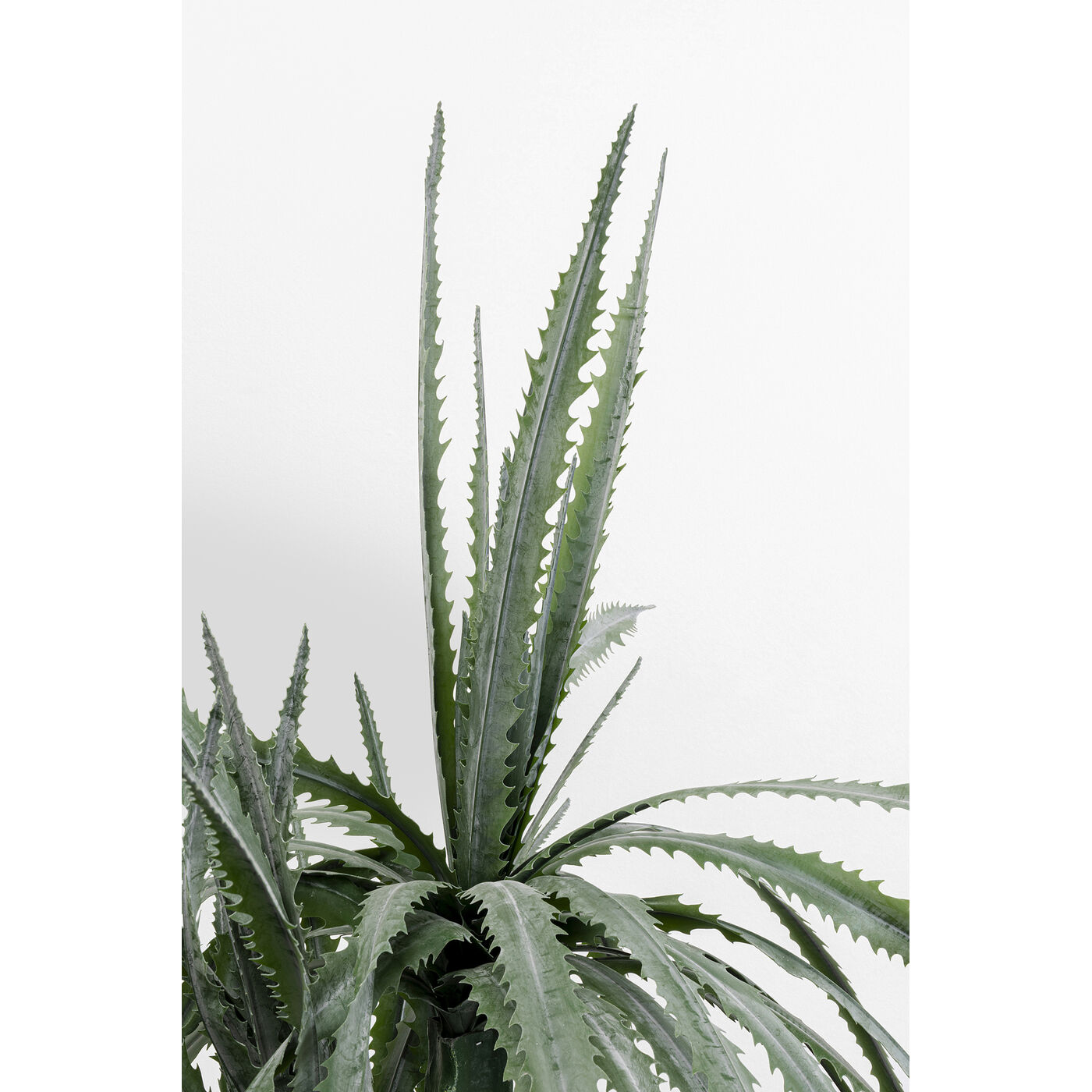 Растение декоративное Dragon Tree 155 см KARE 55916