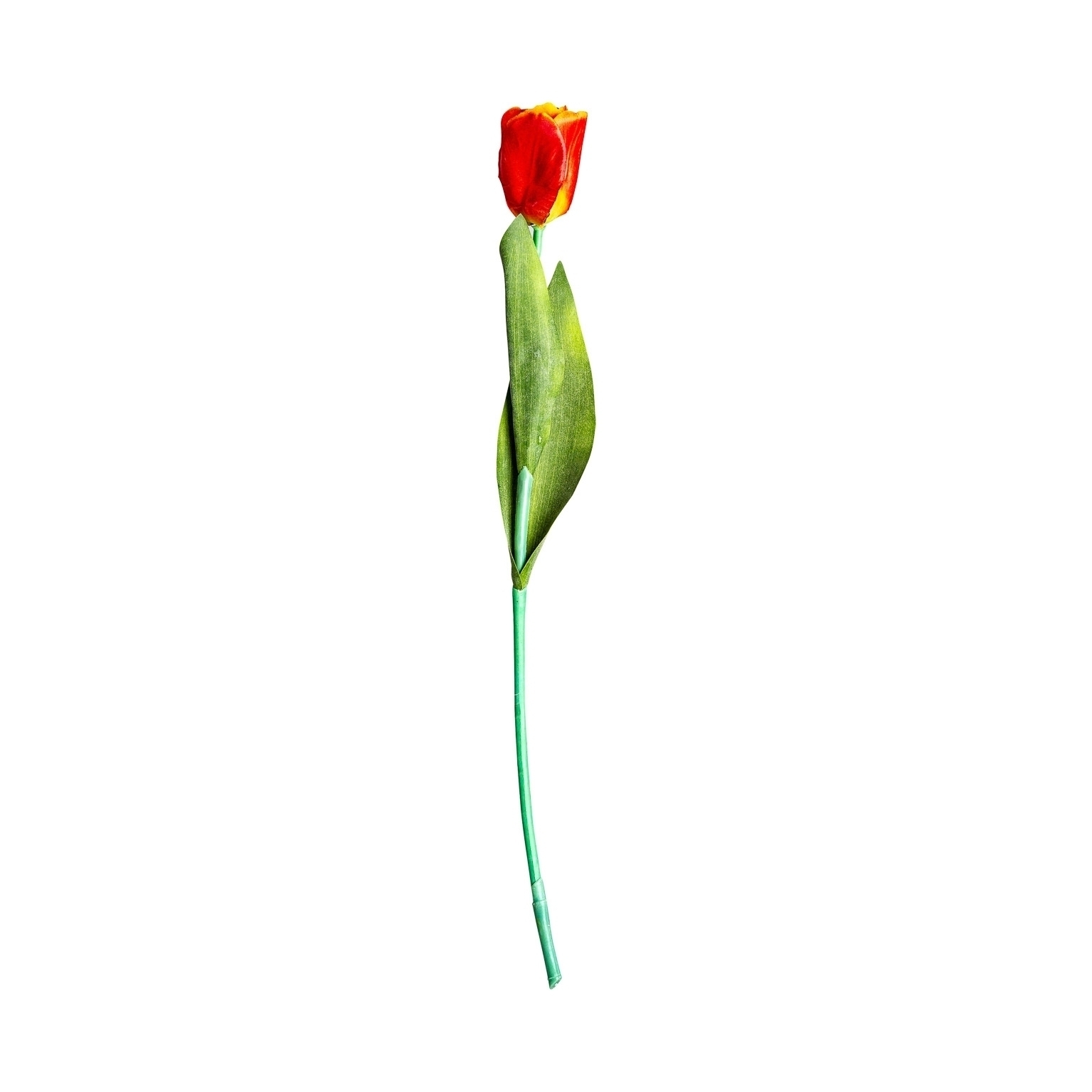 Цветок TULIPAN в оранжевом цвете Vical