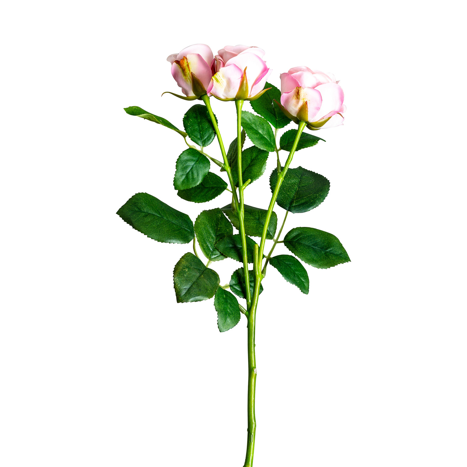 Цветок розы ROSAL в розовом цвете Vical
