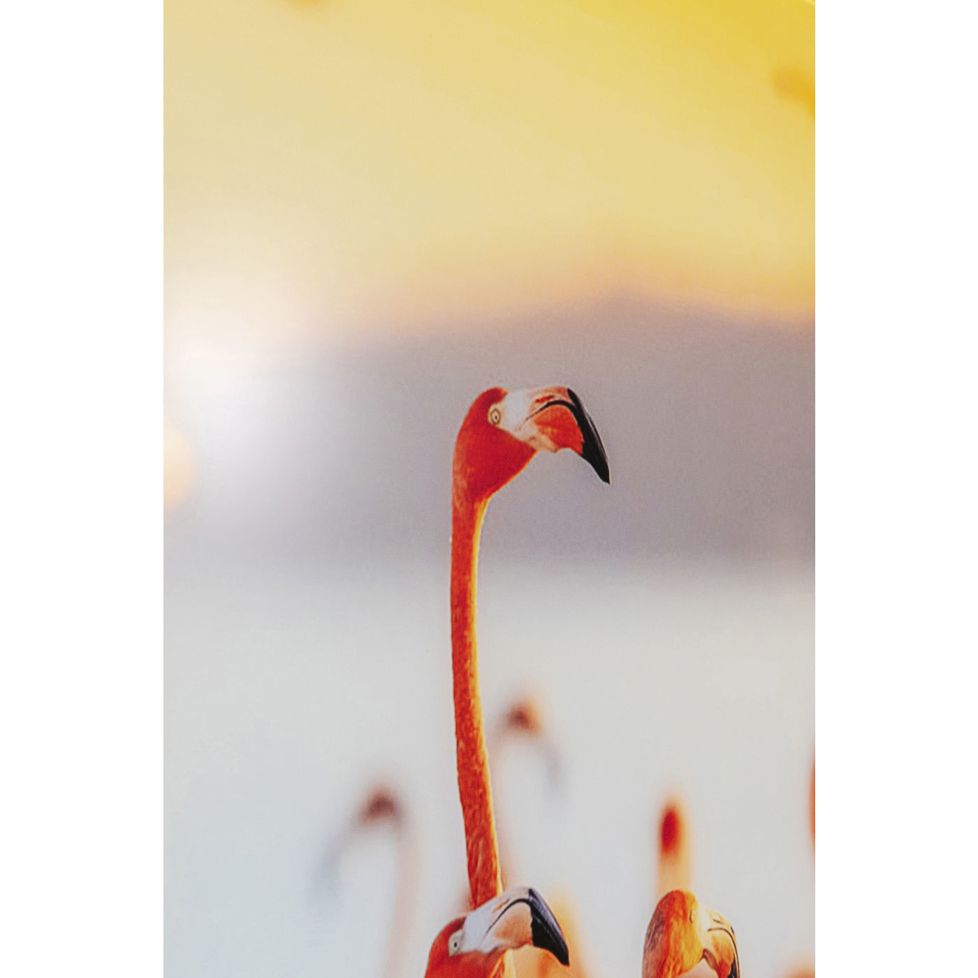 Картина Flamingo 52561 KARE
