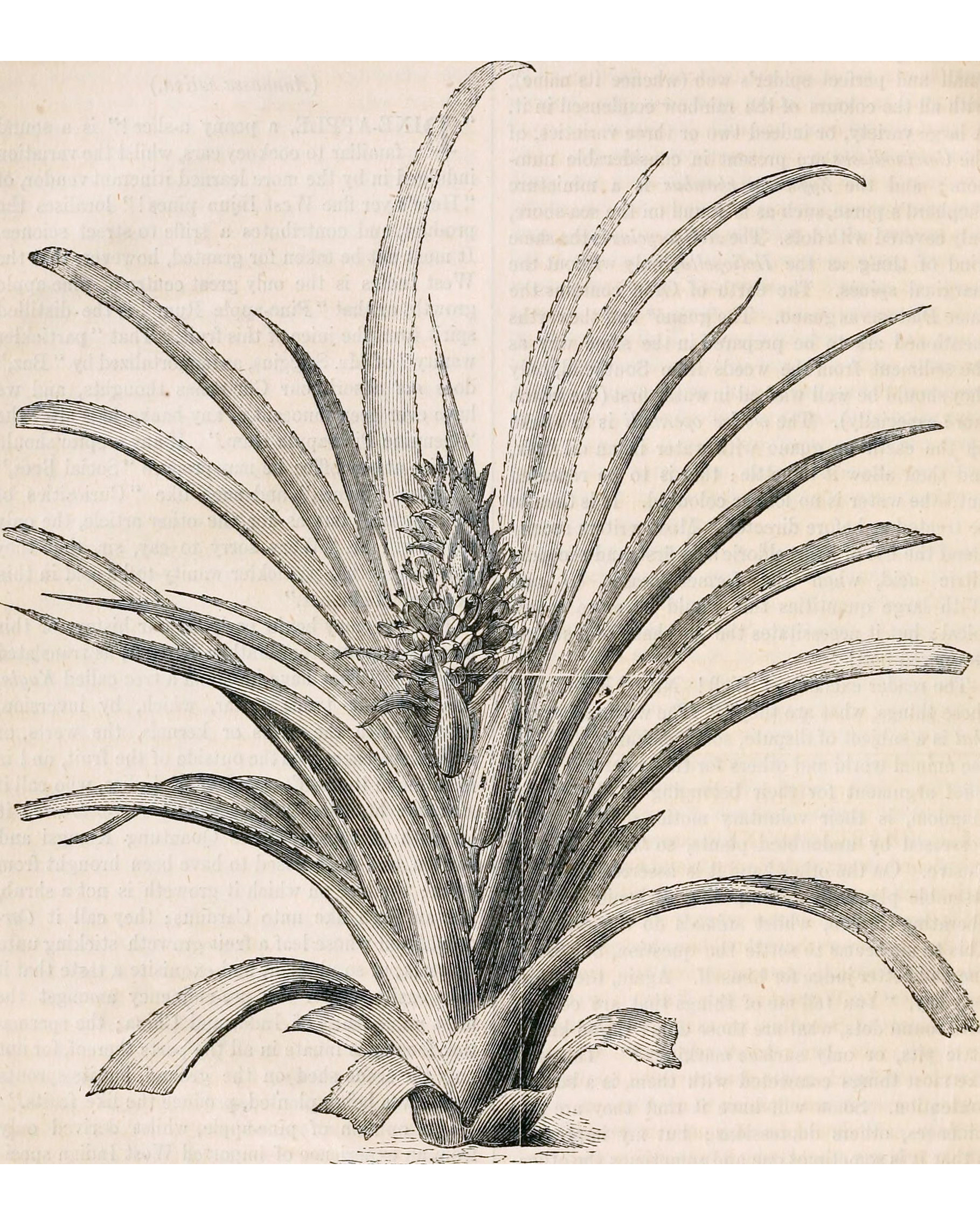 Интерьерный постер “Pineapple” Louvre Home PP230225