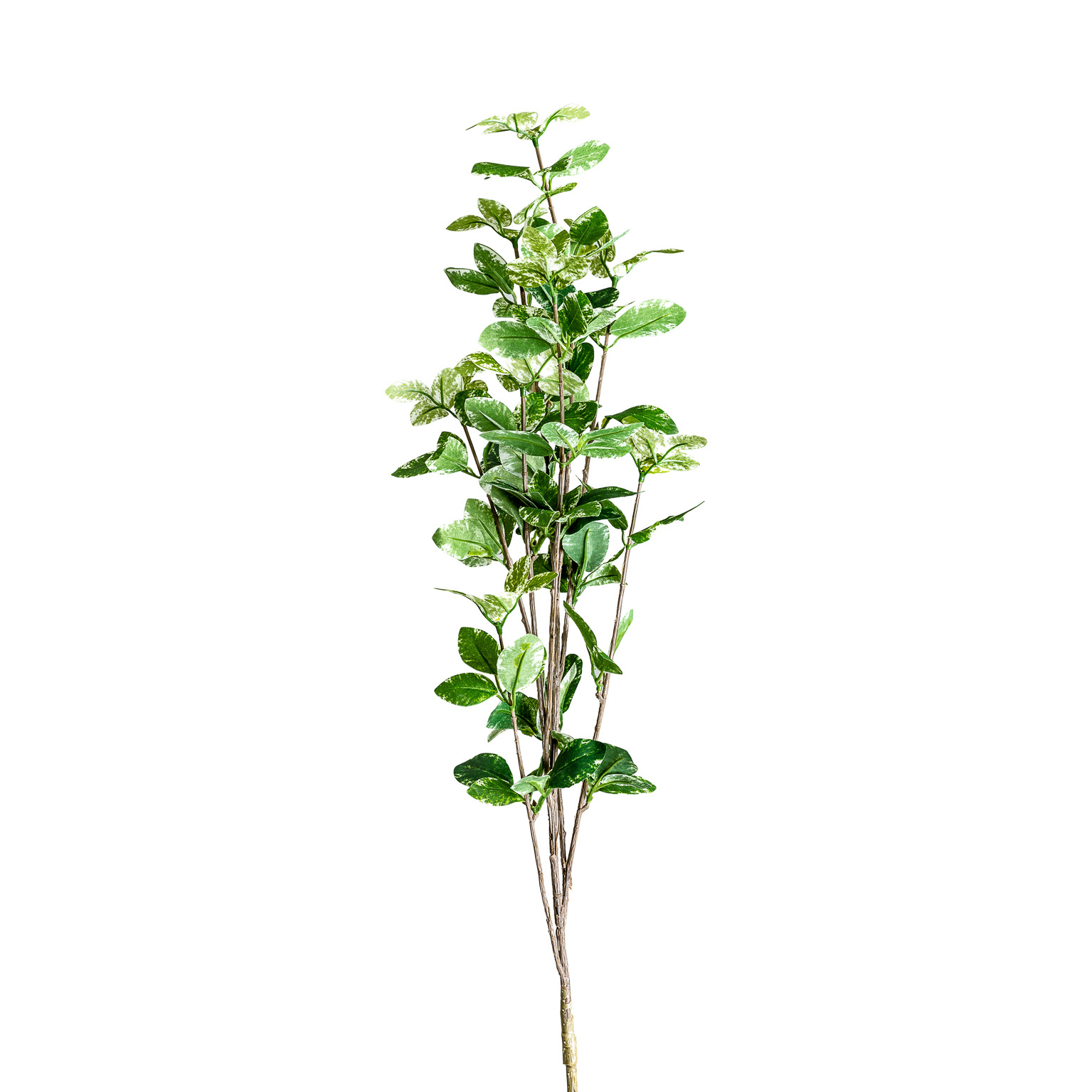 Листья растения HOJAS Vical