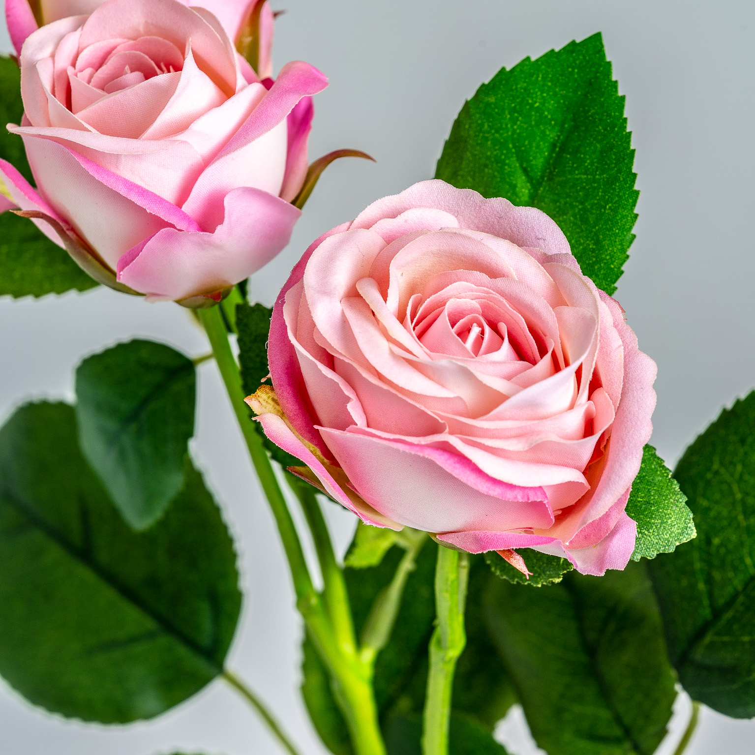 Цветок розы ROSAL в розовом цвете Vical