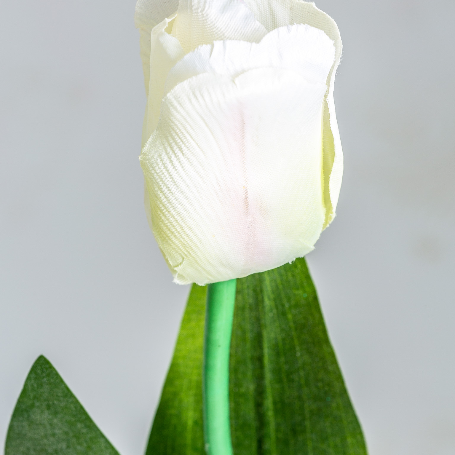 Цветок TULIPAN в белом цвете Vical