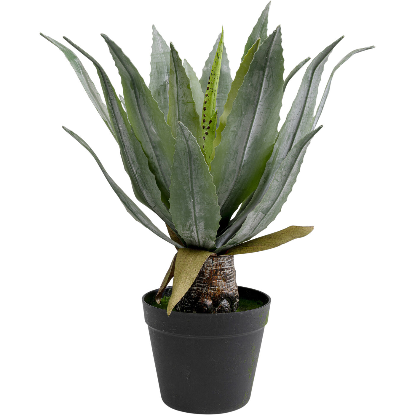 Растение декоративное Agave 40 см KARE 55917