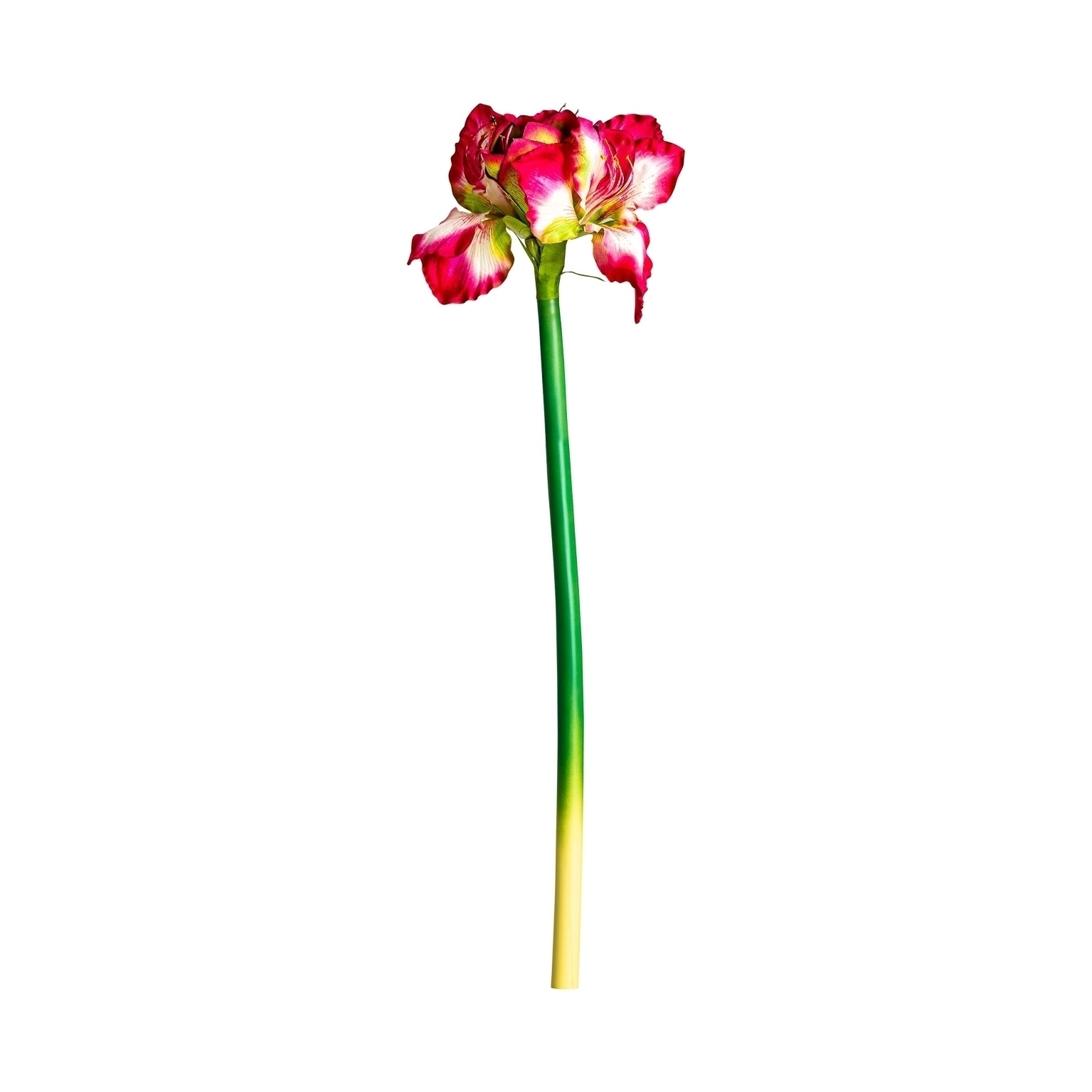 Цветок AMARYLLIS цвет фуксии Vical