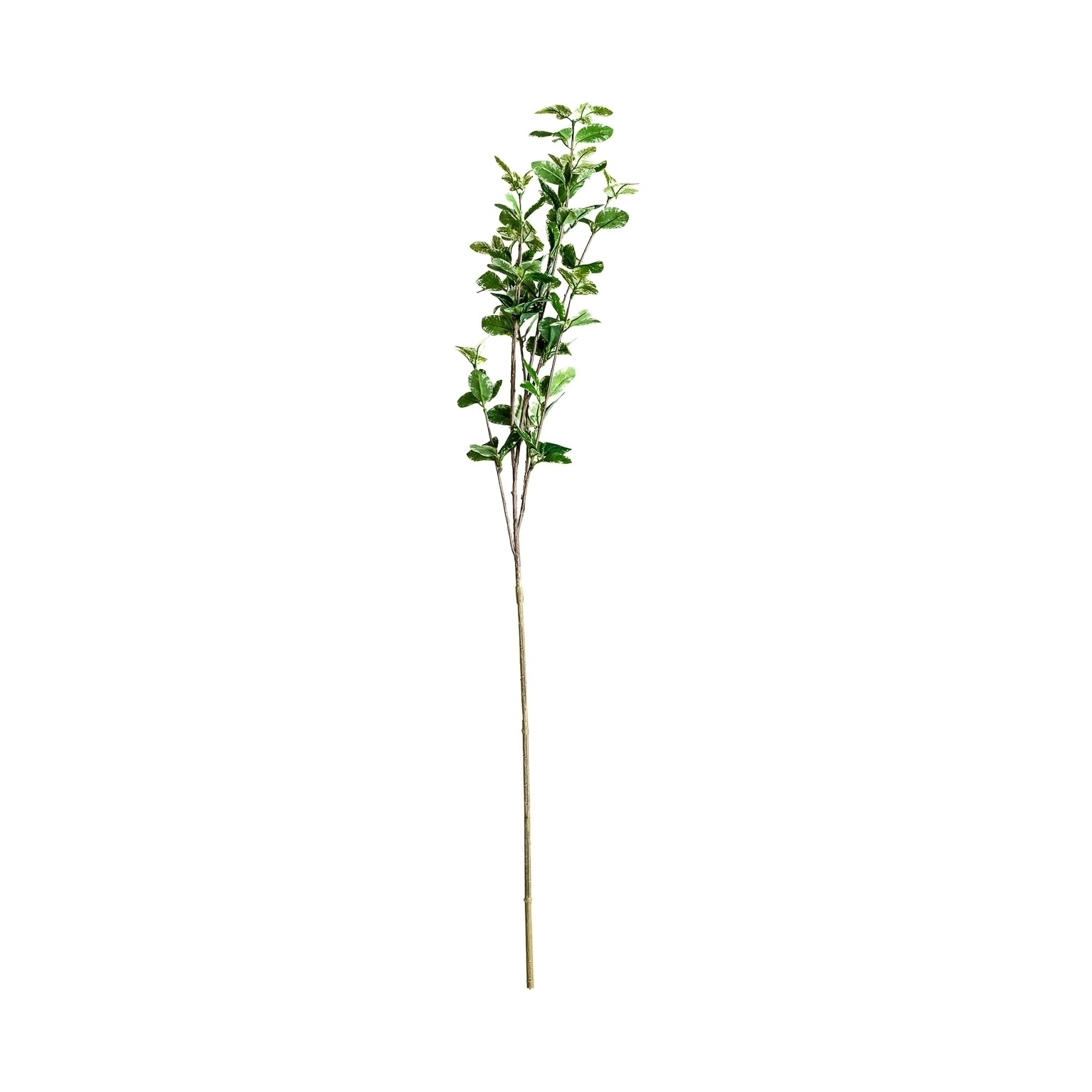 Листья растения HOJAS Vical